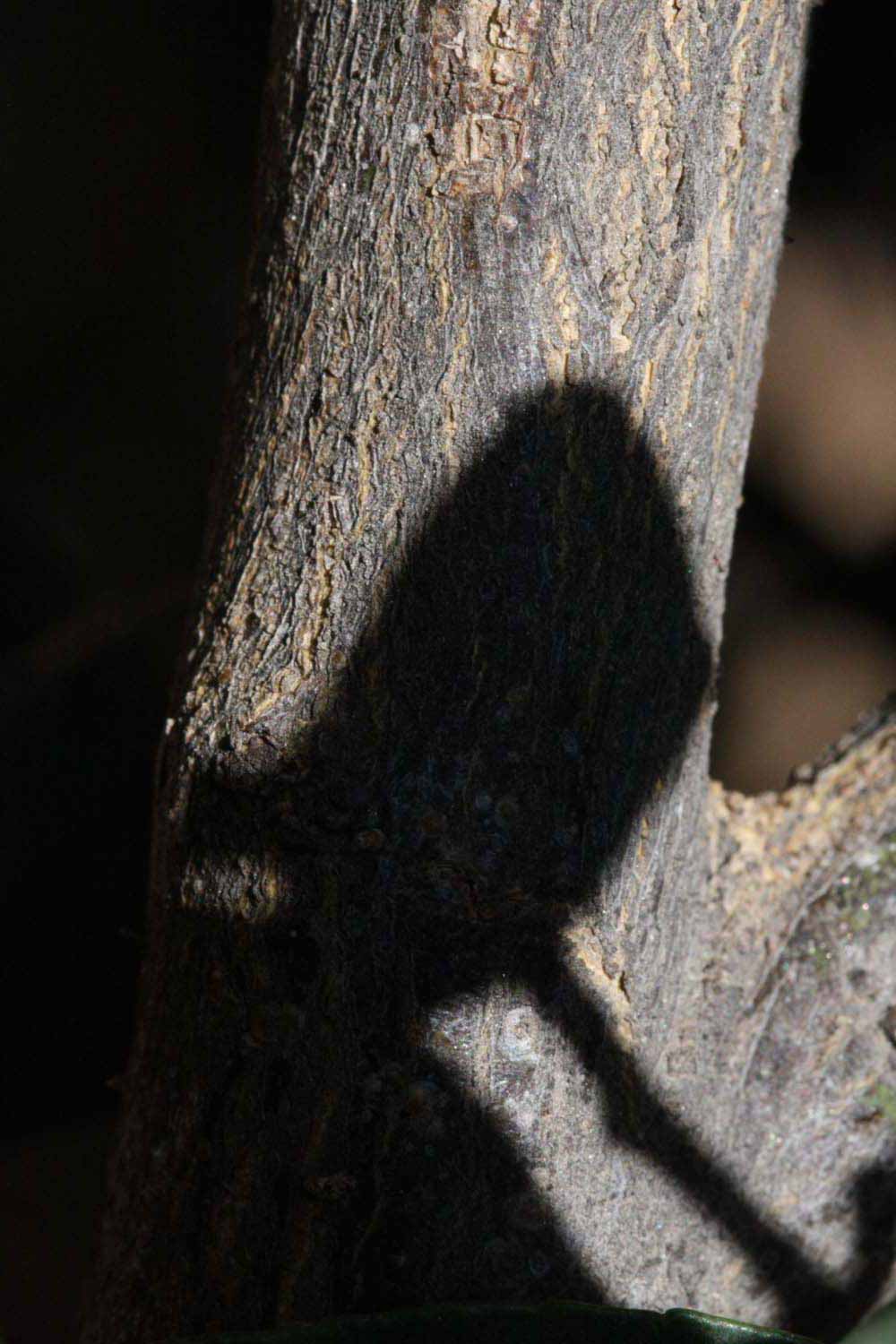              Second - third year twig (Riverside, CA)       